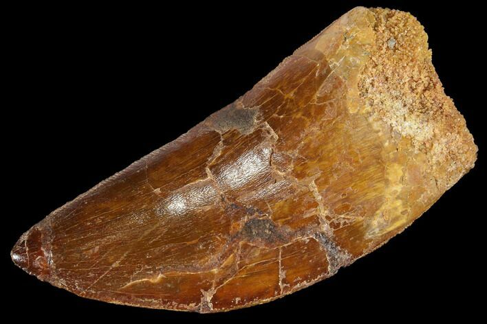 Serrated, Carcharodontosaurus Tooth - Real Dinosaur Tooth #85902